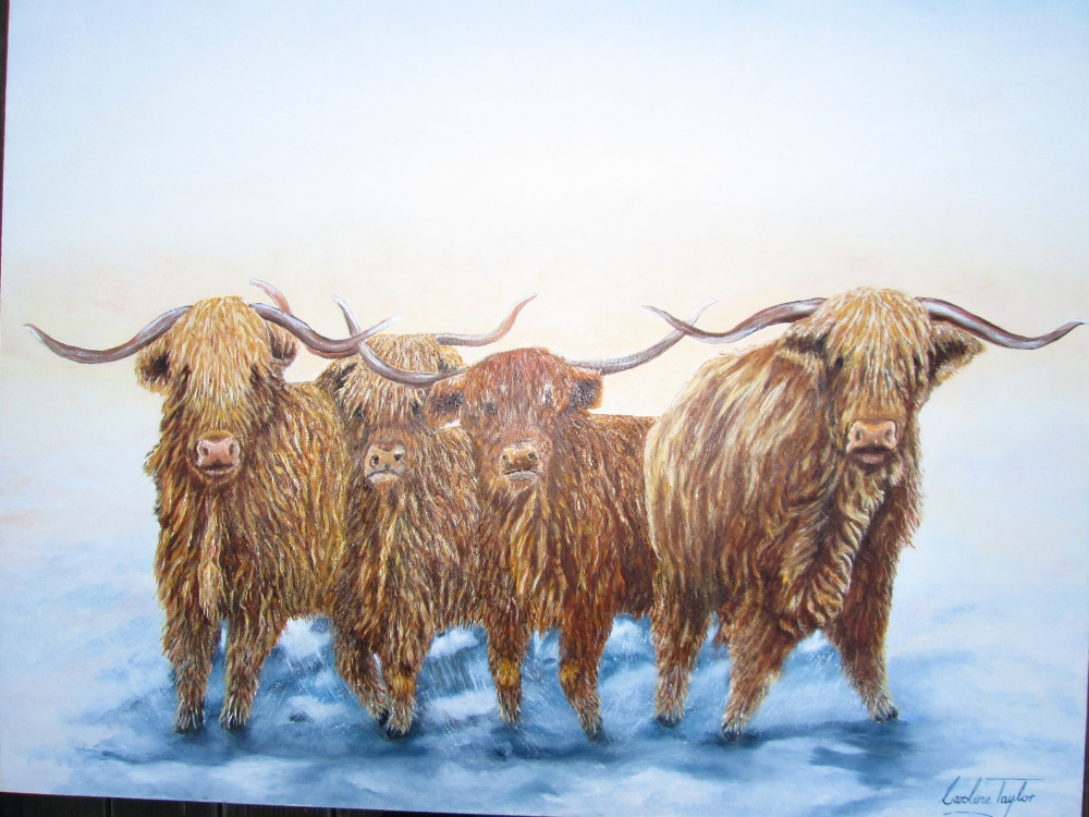 Highland Cattle