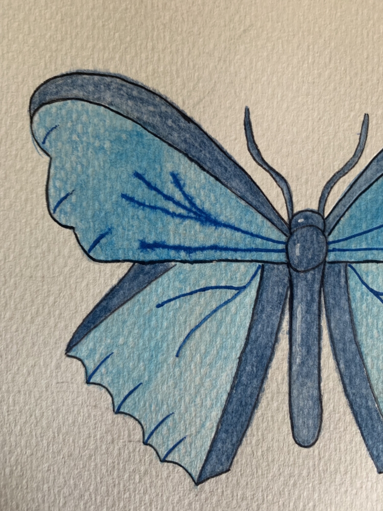 Blue Butterfly Original Watercolour Pencil Drawing