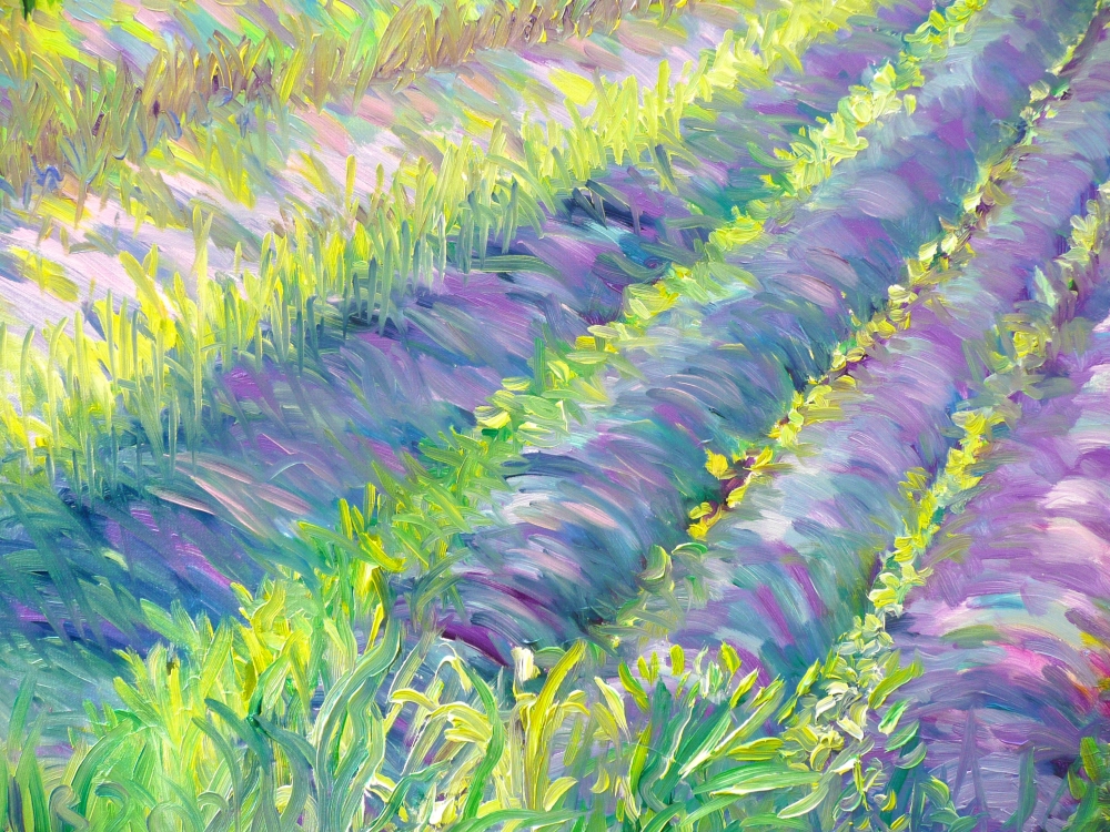 Lavender in Provence 2024 