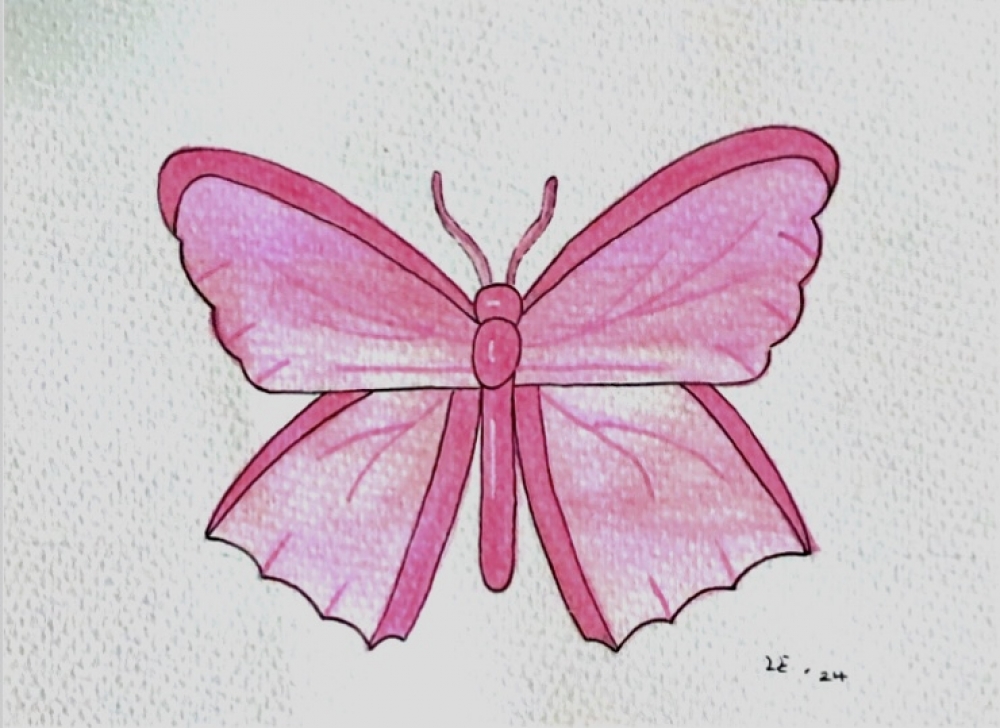 Pink Butterfly Original Watercolour Pencil Drawing