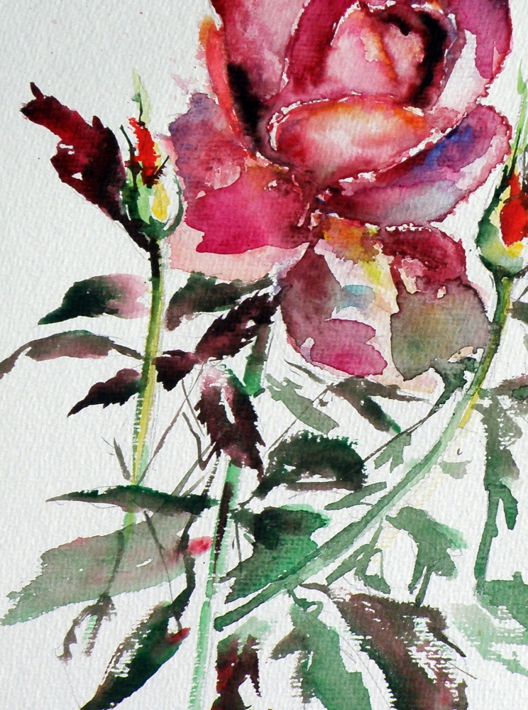 Roses of summer II