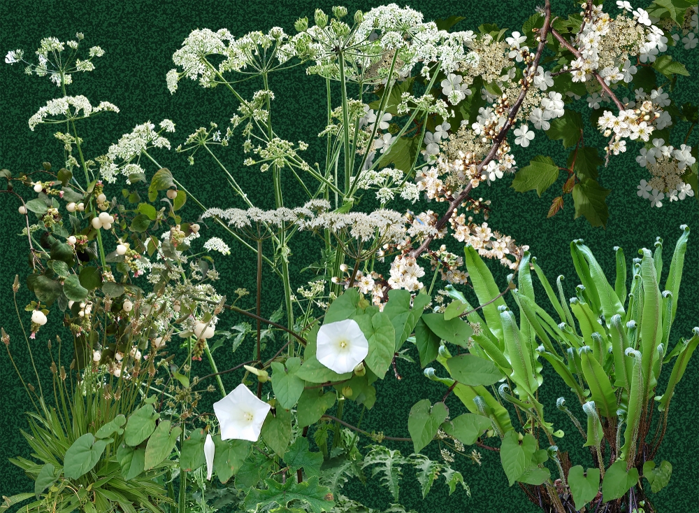 White Wayside plants - Dark