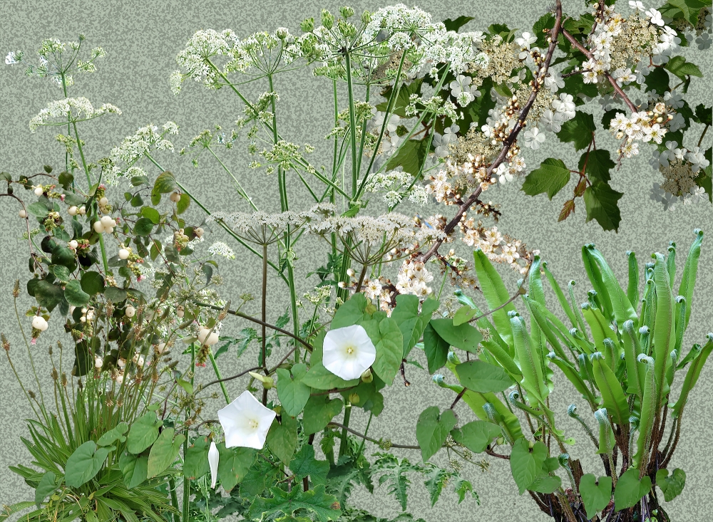  White Wayside plants  -Light