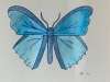 Blue Butterfly Original Watercolour Pencil Drawing