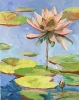 Lily pond landscape. Water Lilies pad.