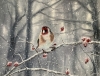 Winter goldfinch