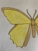 Yellow Butterfly Original Watercolour Pencil Drawing