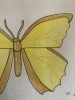 Yellow Butterfly Original Watercolour Pencil Drawing