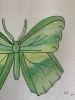 Green Butterfly Original Watercolour Pencil Drawing