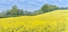 Rapeseed