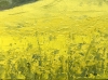 Rapeseed