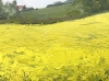 Rapeseed