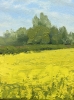 Rapeseed