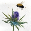 Bumble Bee & Thistle flower framed