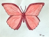 Original Red Butterfly Watercolour Pencil Drawing