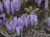 Wysteria-Limited Edition 10