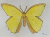 Yellow Butterfly Original Watercolour Pencil Drawing