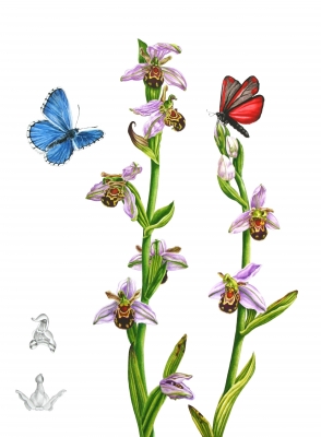Bee Orchid