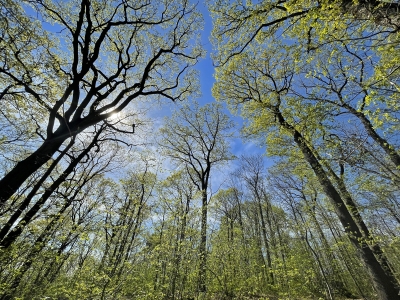 Forêt de Montmorency au printemps