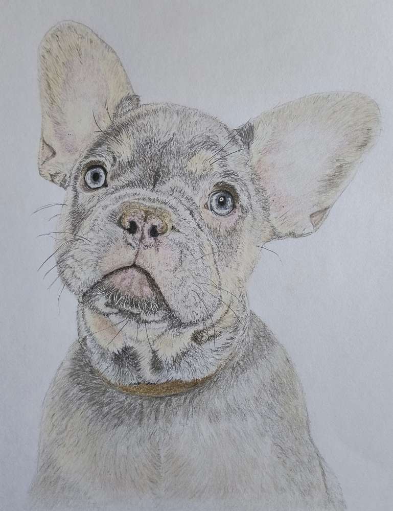 French Bulldog 