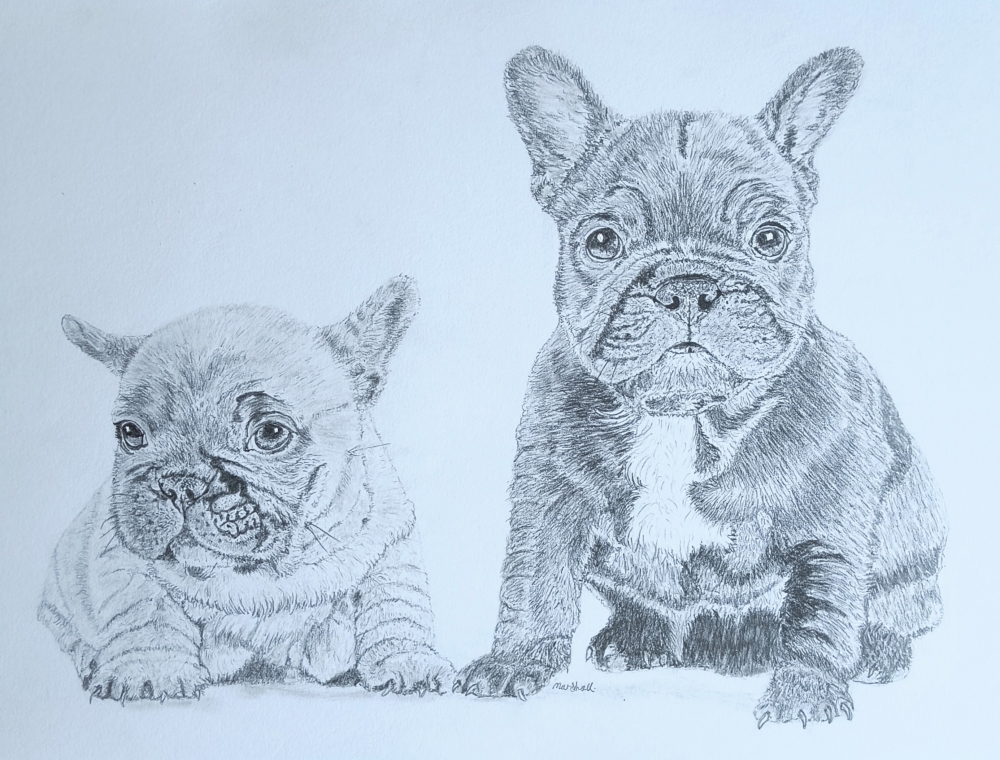 French Bulldogs 