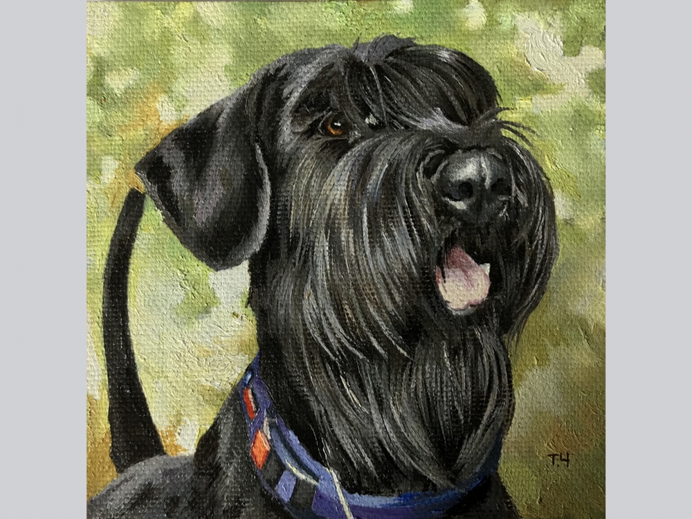 Miniature \"Giant schnauzer\"