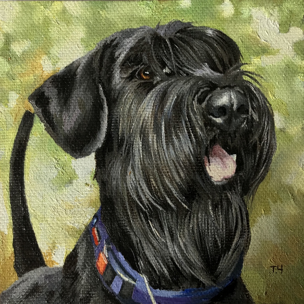 Miniature \"Giant schnauzer\"