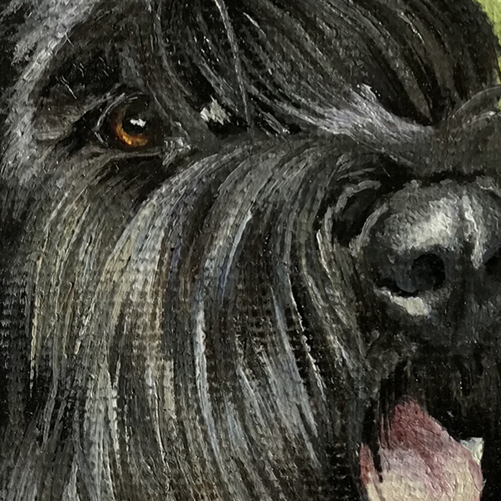 Miniature \"Giant schnauzer\"