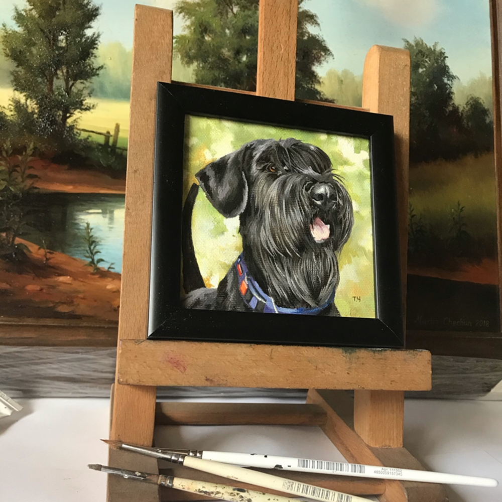 Miniature \"Giant schnauzer\"