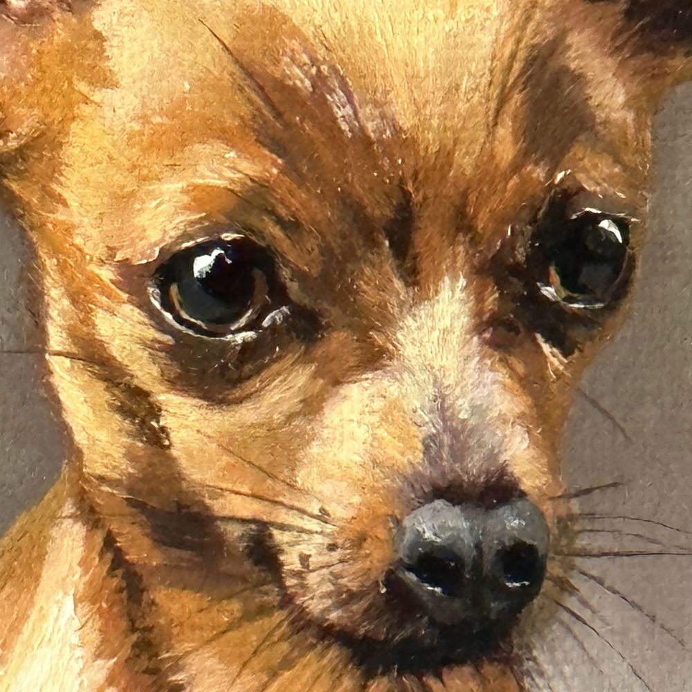 Miniature “Red-haired Chihuahua”