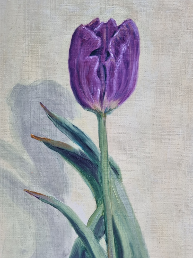 Tulip