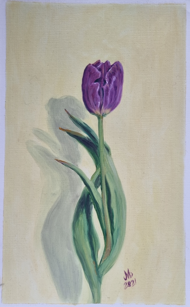 Tulip