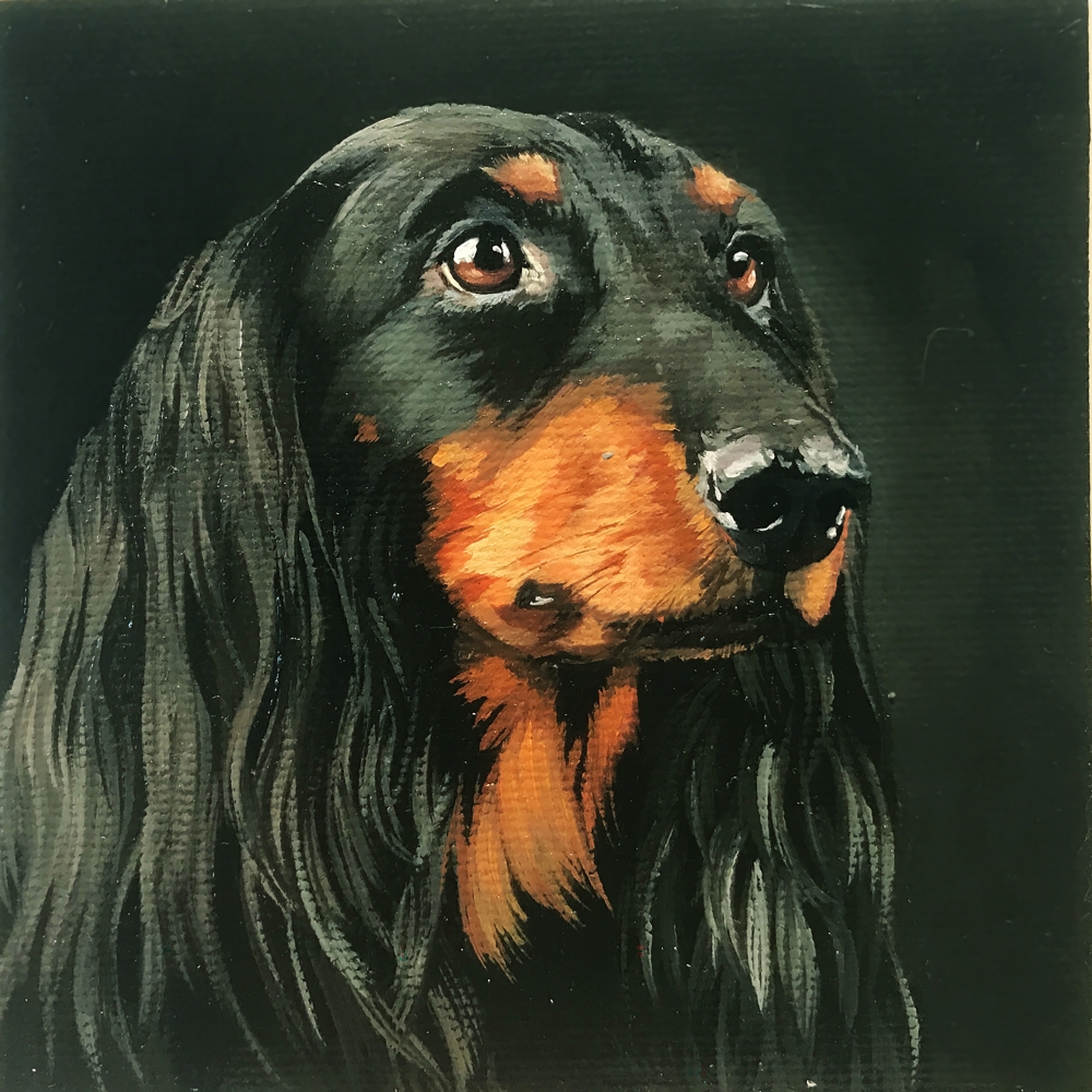 Miniature \"Longhaired black dachshund\"