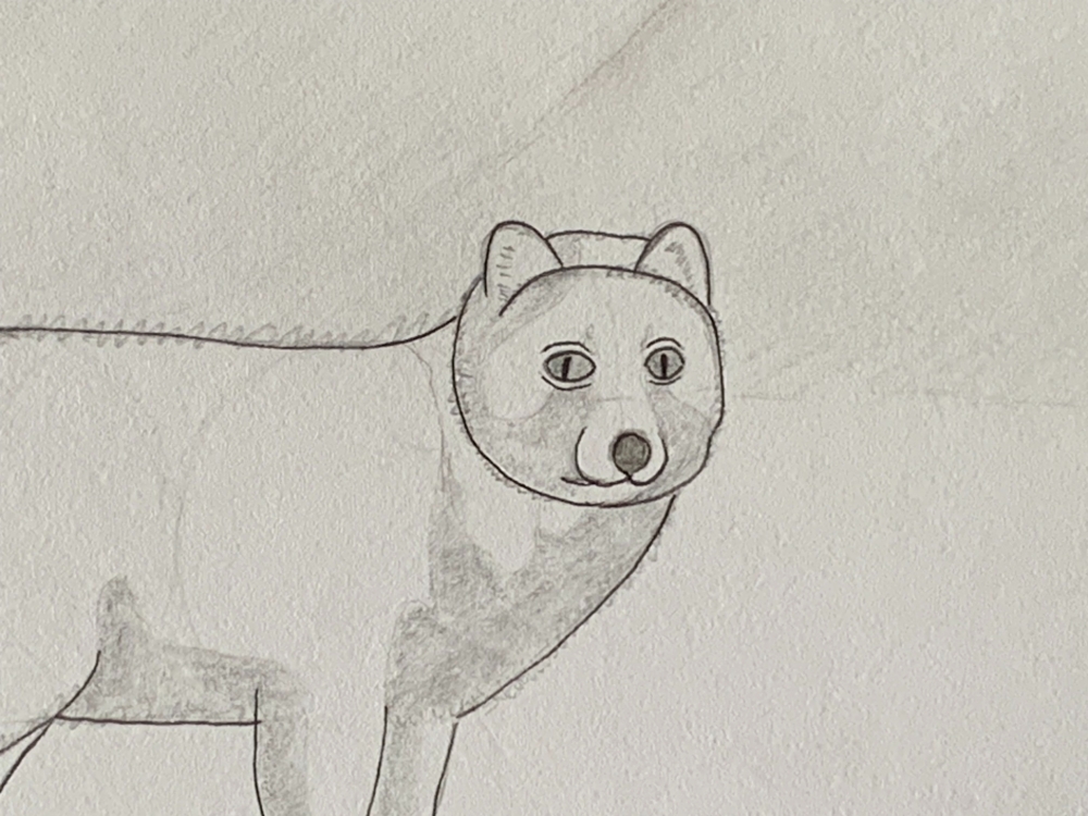 Arctic Fox - Original Pencil Drawing