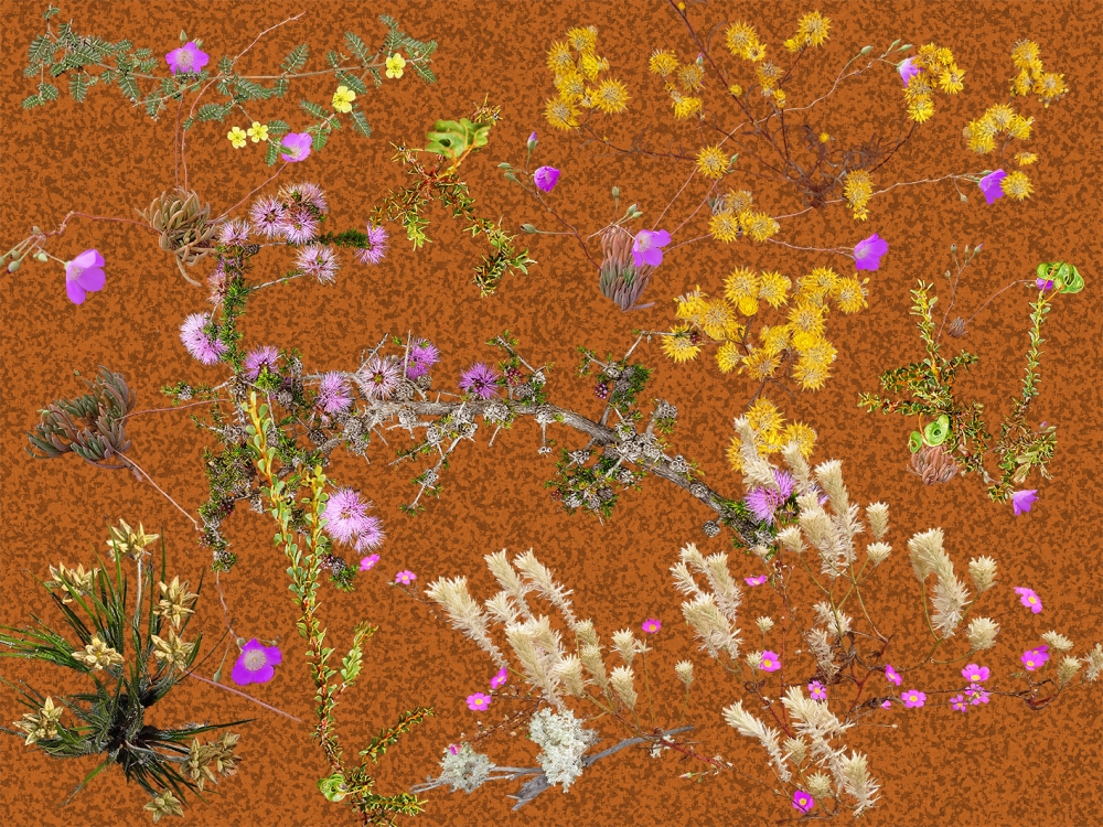 Australian Desert plants -Dark