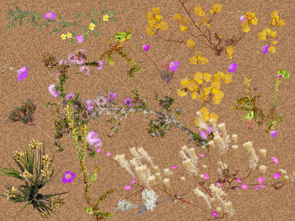 Australian Desert plants  -Light