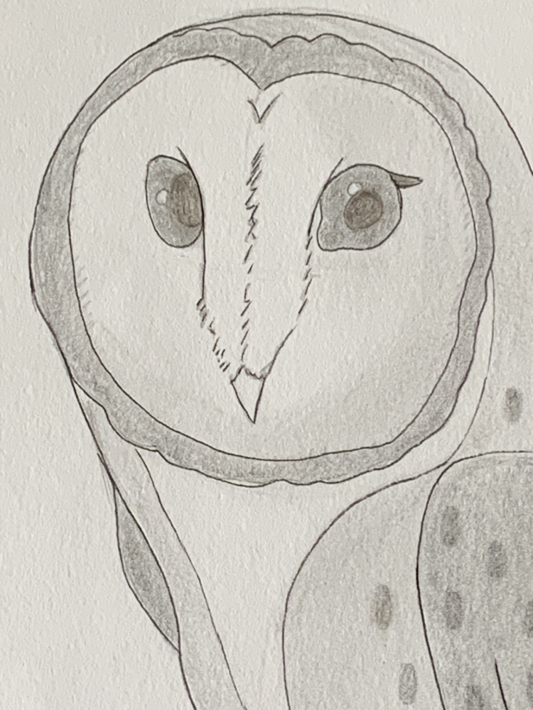 Barn Owl - Original Pencil Drawing