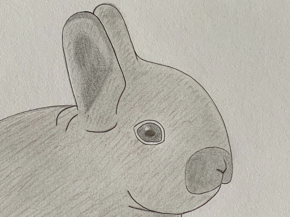 Baby Bunny - Original Pencil Drawing