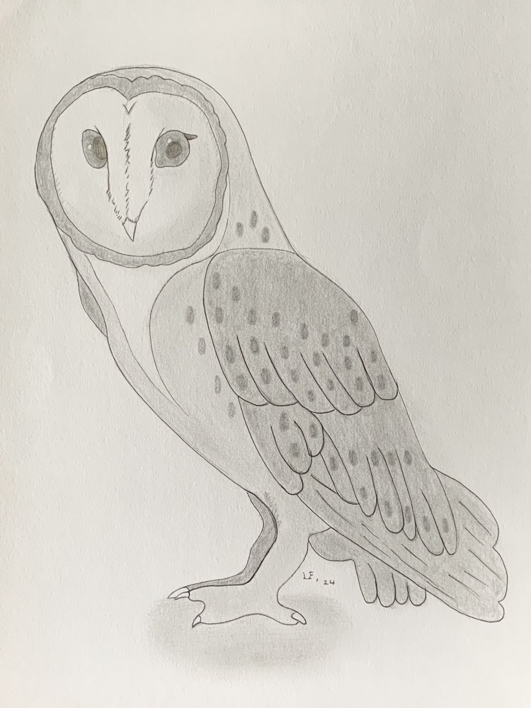 Barn Owl - Original Pencil Drawing