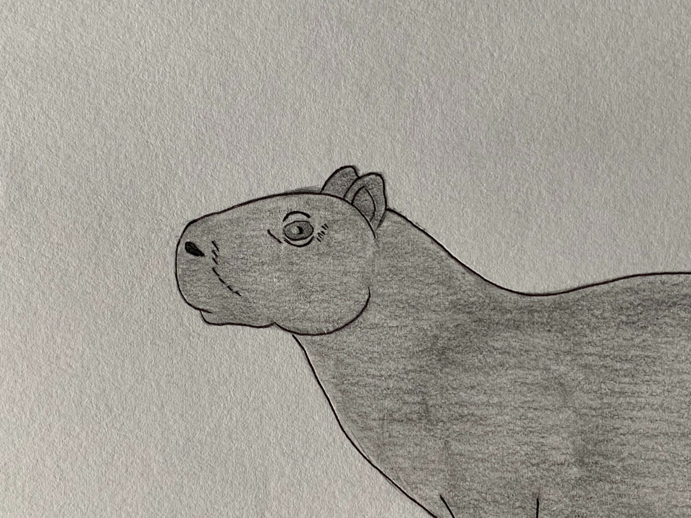 Capybara - Original Pencil Drawing