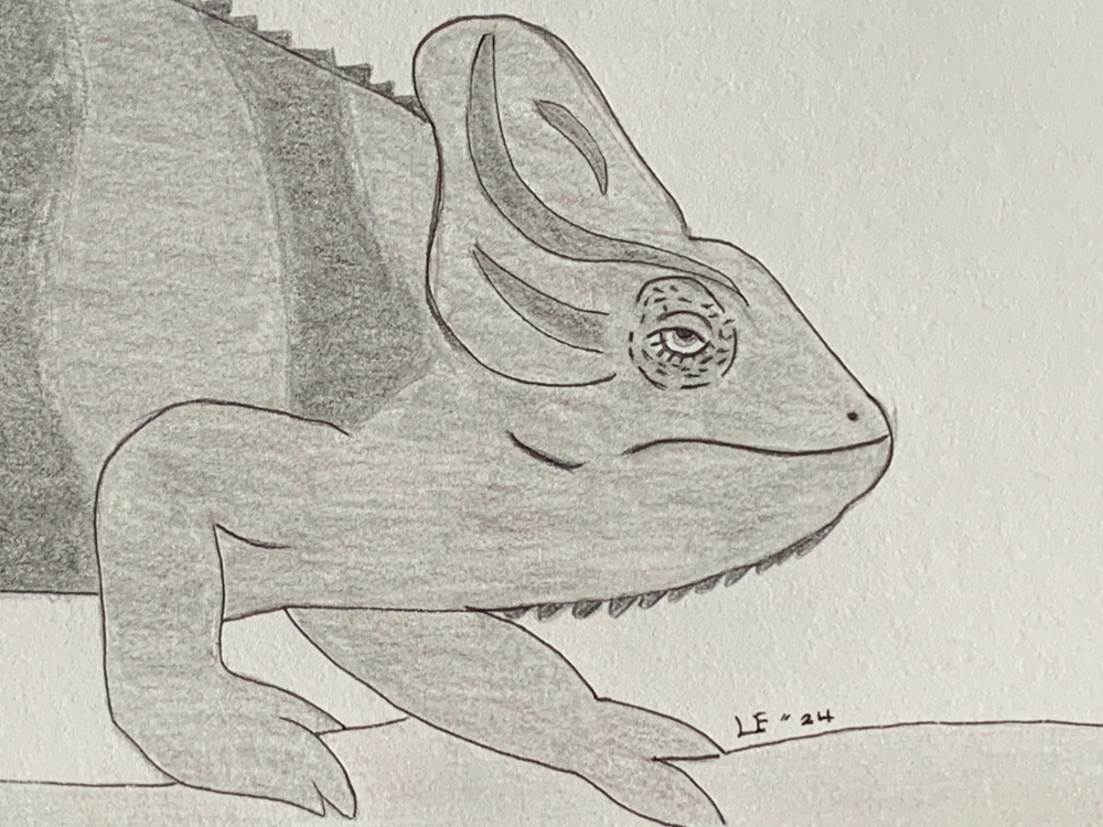 Chameleon - Original Pencil Drawing