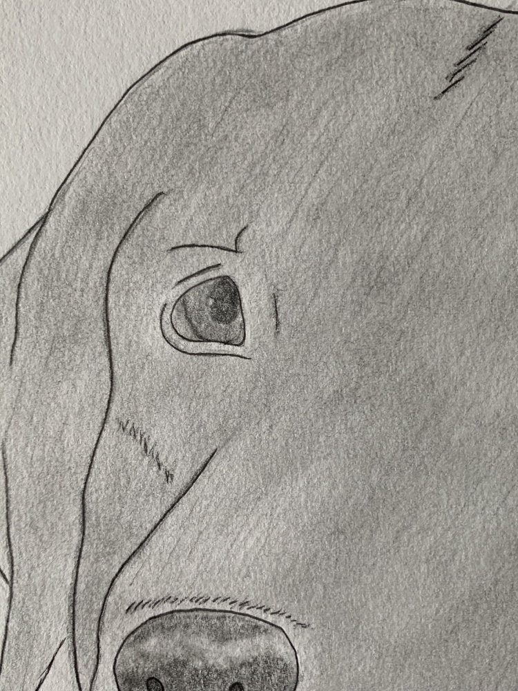 Labrador Dog - Original Pencil Drawing