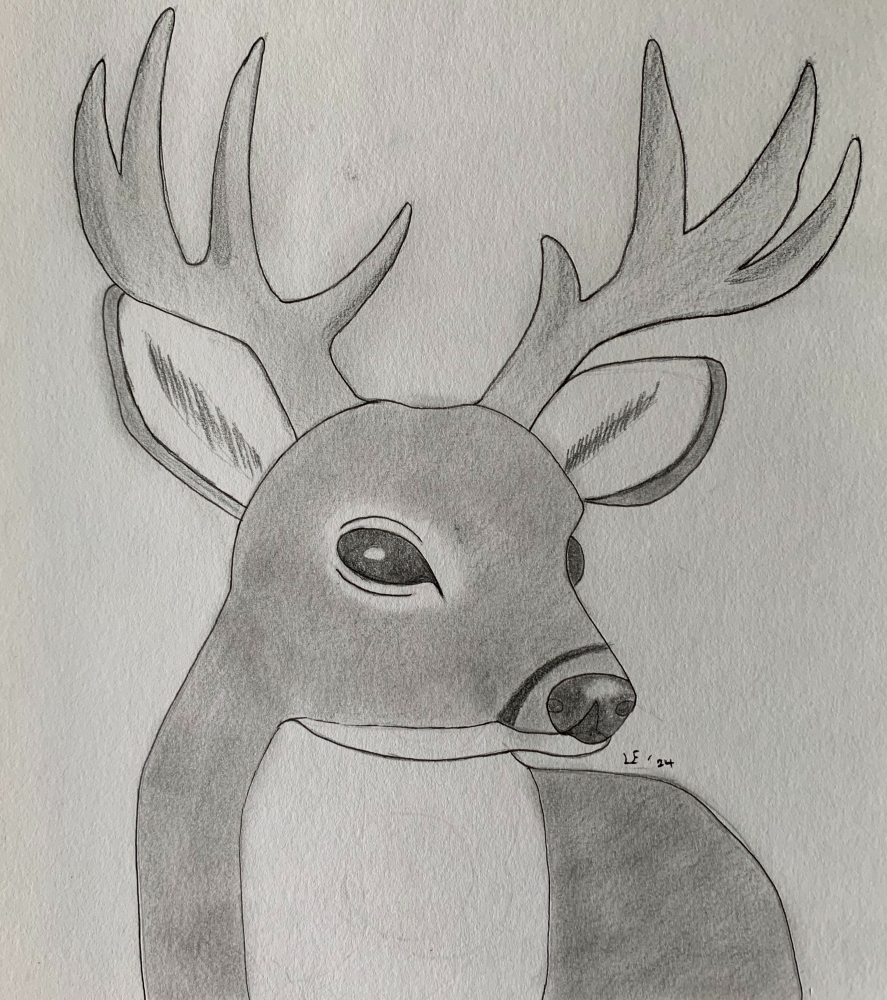 Deer - Original Pencil Drawing