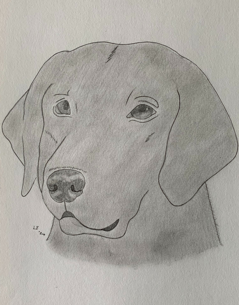 Labrador Dog - Original Pencil Drawing