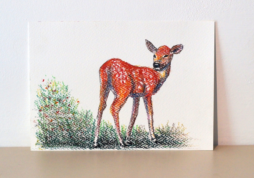 Deer