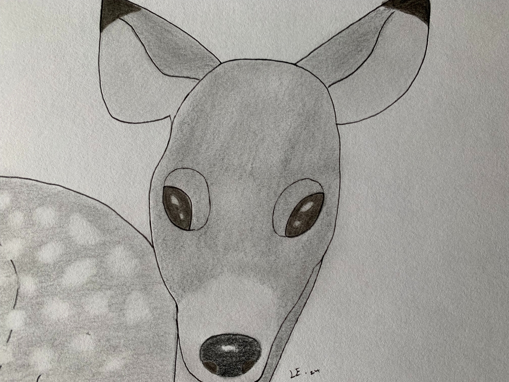 Fawn - Original Pencil Drawing