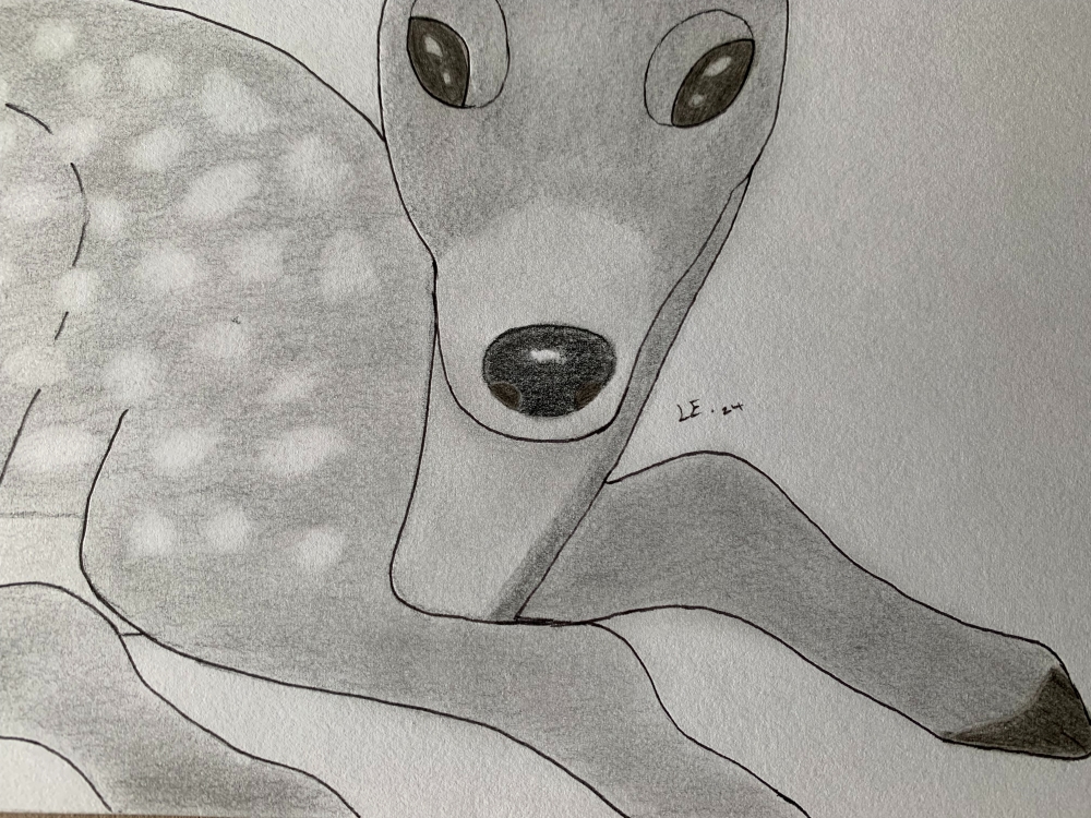 Fawn - Original Pencil Drawing