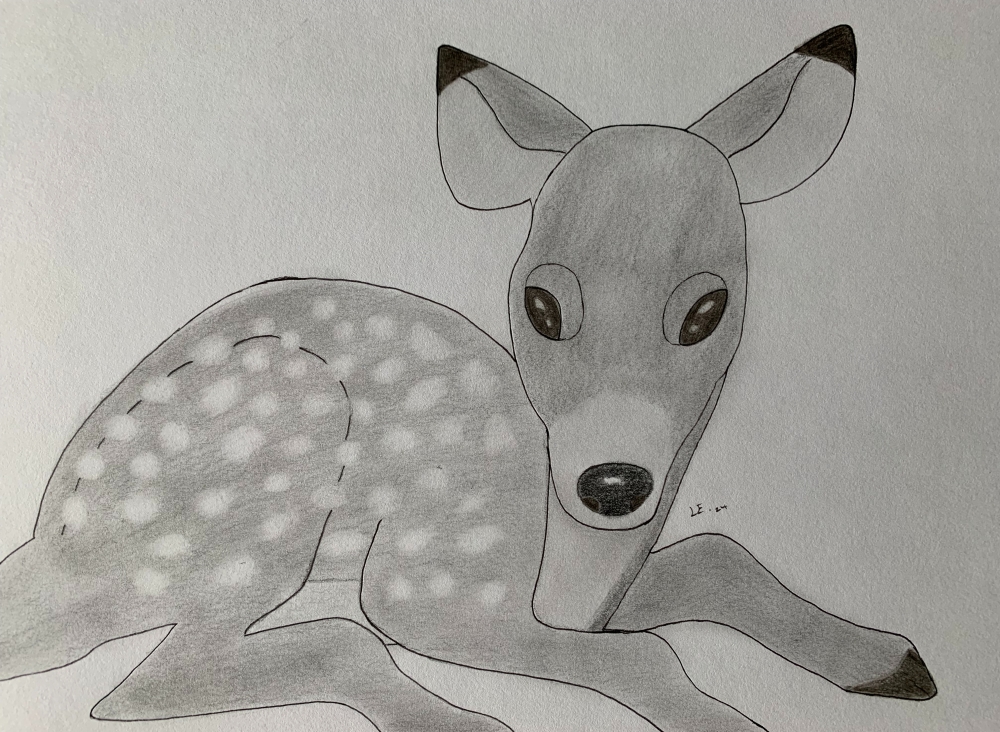 Fawn - Original Pencil Drawing