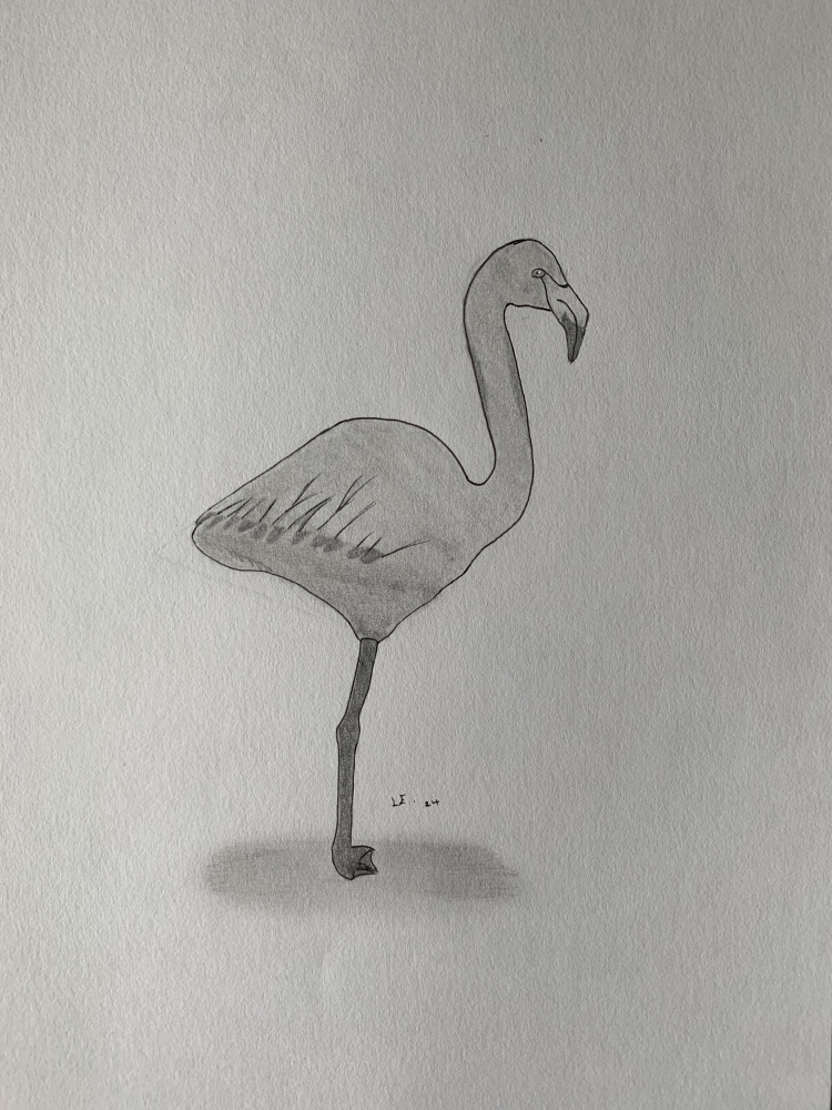 Flamingo - Original Pencil Drawing