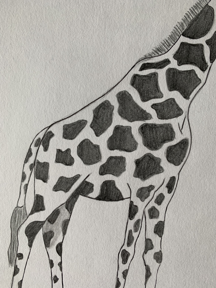 Giraffe - Original Pencil Drawing